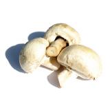 CHAMPIGNON PARIS KG